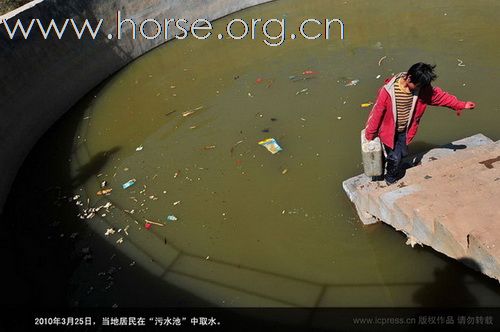 出售在云南的矮马