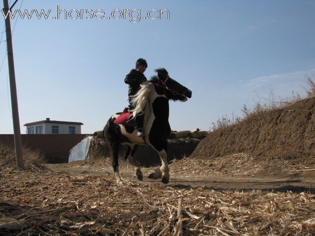 公马……之后