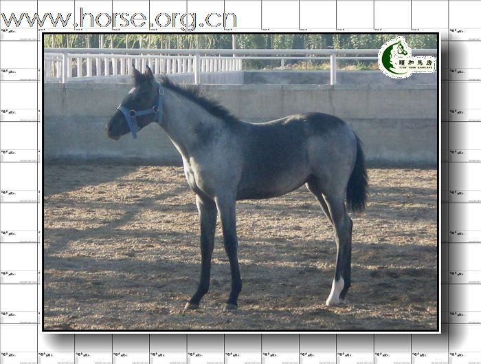 好马有售之2009年新生阿拉伯小马