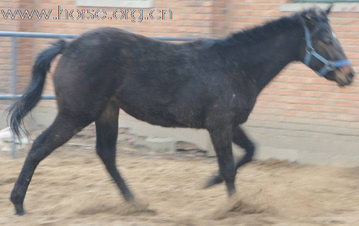 京华兴马业俱乐部 马匹