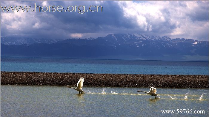 新疆赛里木湖八日游！