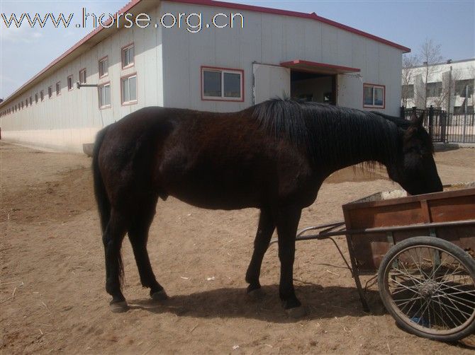 想在内蒙古通辽买马的朋友可以找我。。//