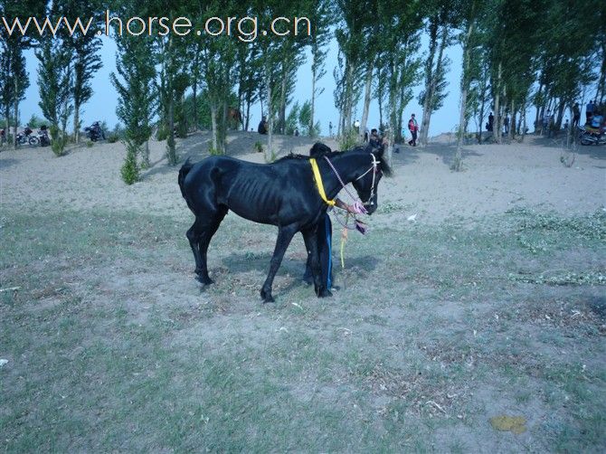想在内蒙古通辽买马的朋友可以找我。。//