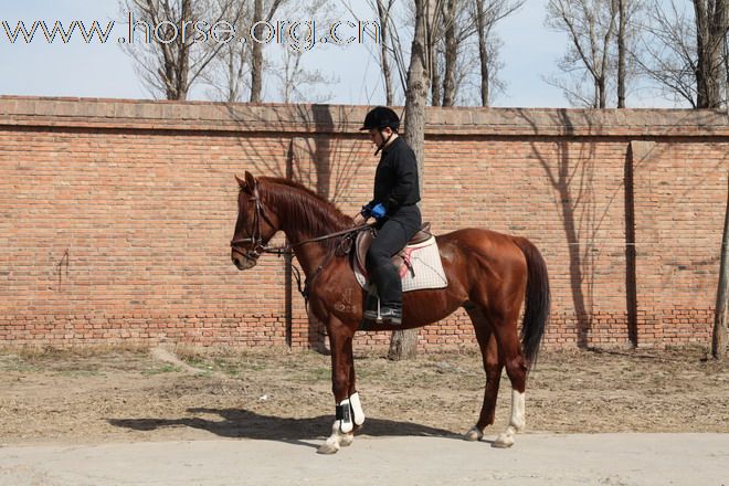 配马、卖马，明码实价