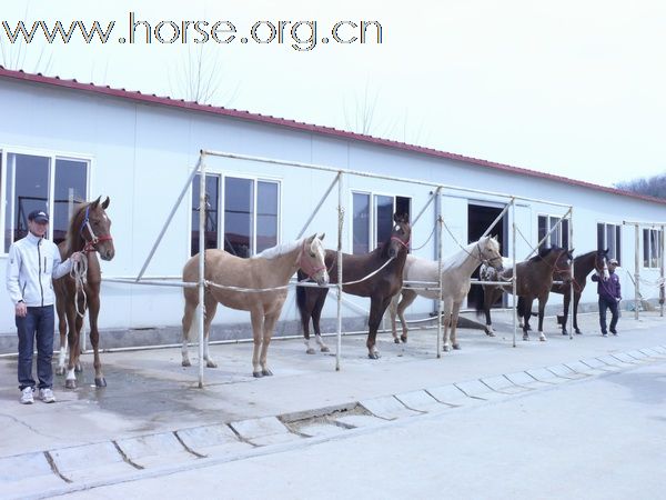 [分享]青岛马协美国之旅，马已安全抵青，圆满结束。