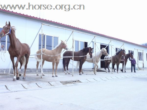 [分享]青岛马协美国之旅，马已安全抵青，圆满结束。