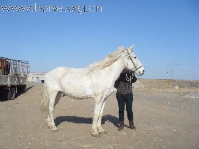 蒙古改良马,,