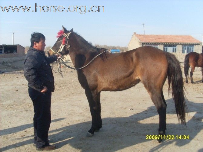 蒙古改良马,,