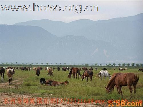 五一北京康西草原正宗烤全羊、农家院、骑马、卡丁车最便宜的俱乐部