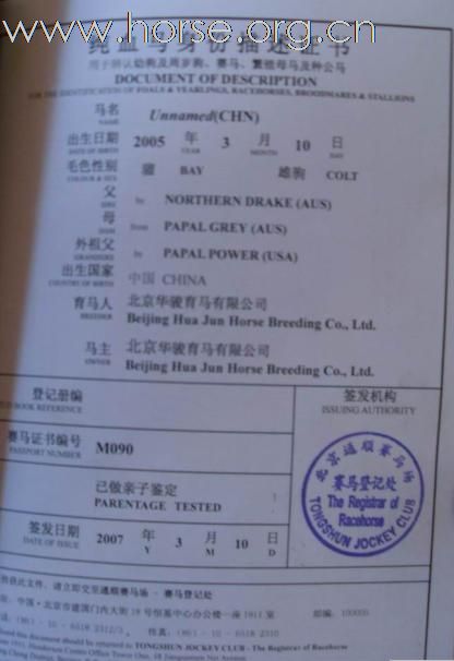 纯血青公马1.72米有户口出售