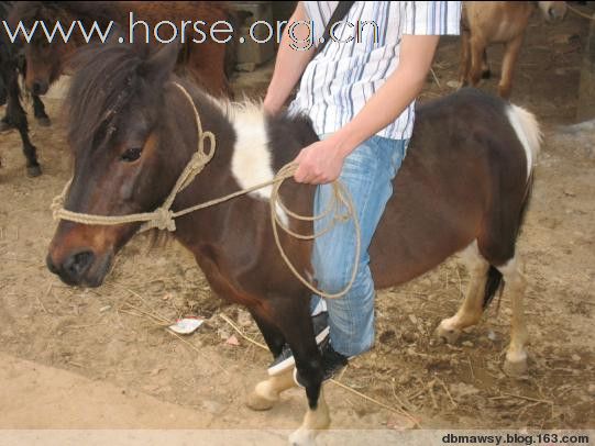 (顶)出售正宗优质广西德保矮马