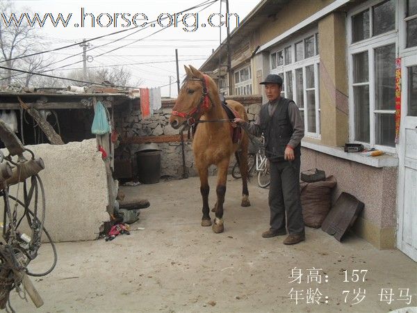 出售优良好马