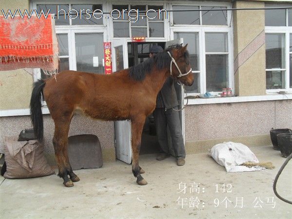 出售优良好马