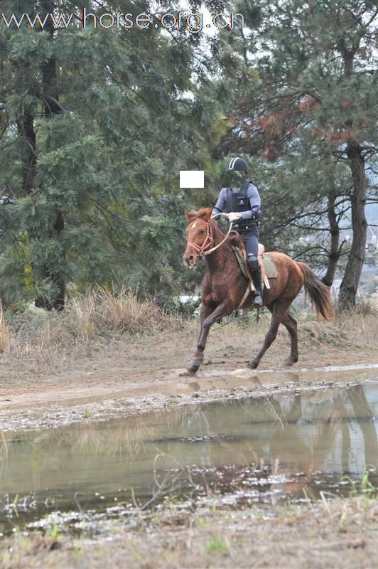 低价卖马一千公里内可免费送货