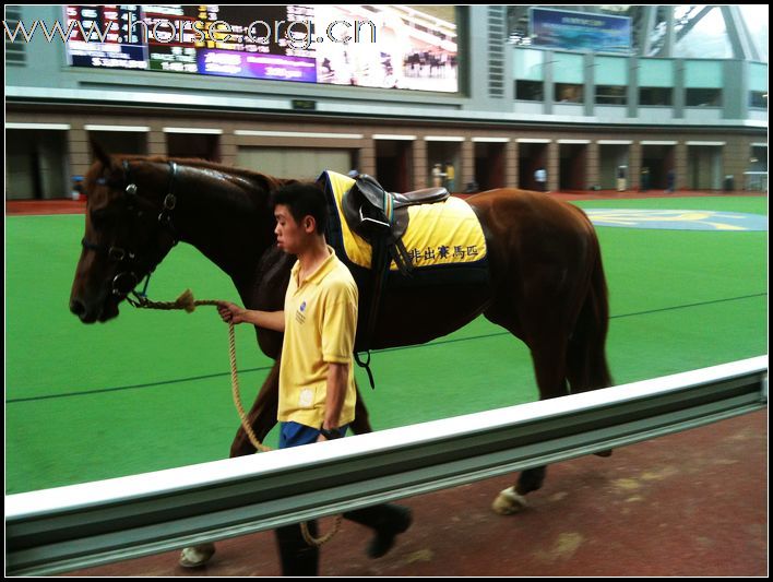 香港赛马会及赛马博物馆随拍