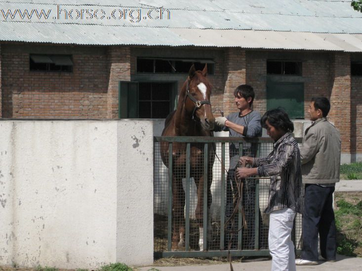 配马、卖马，明码实价