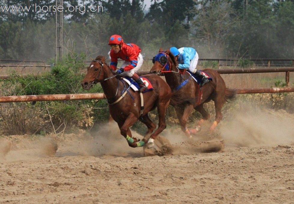 2010“金沙杯”北京速度赛马摄影大赛开赛--参赛