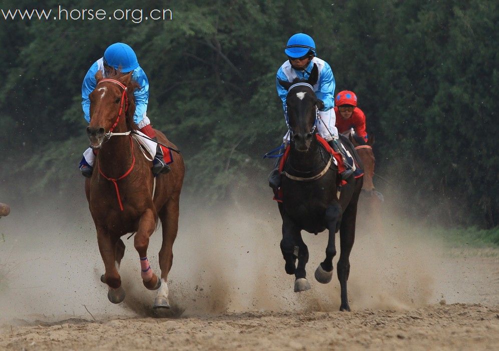 2010“金沙杯”北京速度赛马摄影大赛开赛--参赛