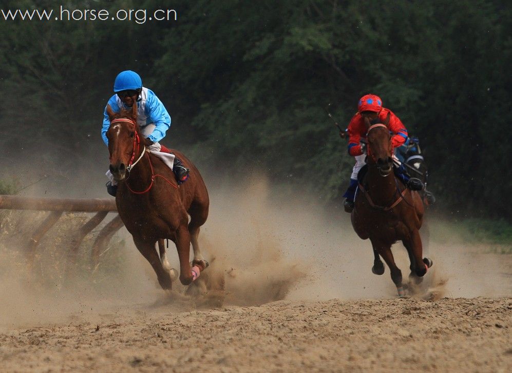 2010“金沙杯”北京速度赛马摄影大赛开赛--参赛