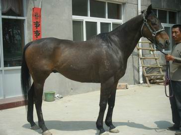 优秀的马儿    抢先欣赏      廊坊二宝    业务洽谈13831680080