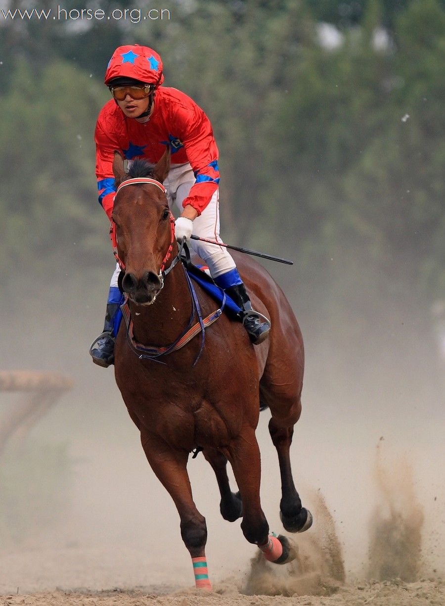 2010“金沙杯”北京速度赛马摄影大赛开赛