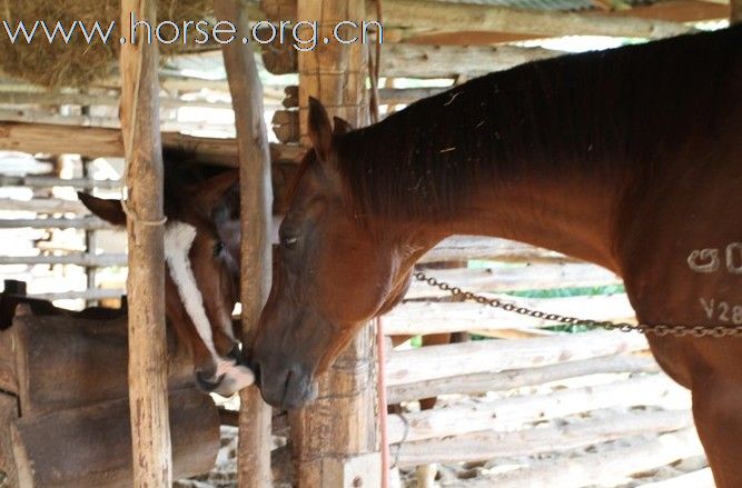 [贴图]罗兰骑士部落 野骑