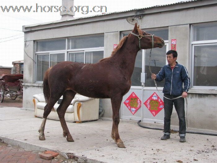 数匹漂亮母马出售