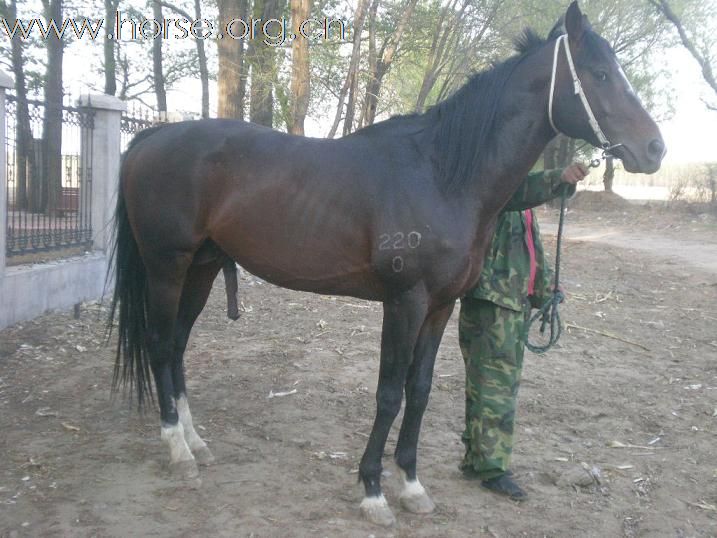 本俱乐部引进好马繁殖，220KS、澳洲纯血、阿拉伯.打造北京周边繁殖基地