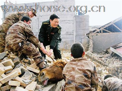 震中的玉树骑兵连：为救人弃爱马 3/7的军马殉难