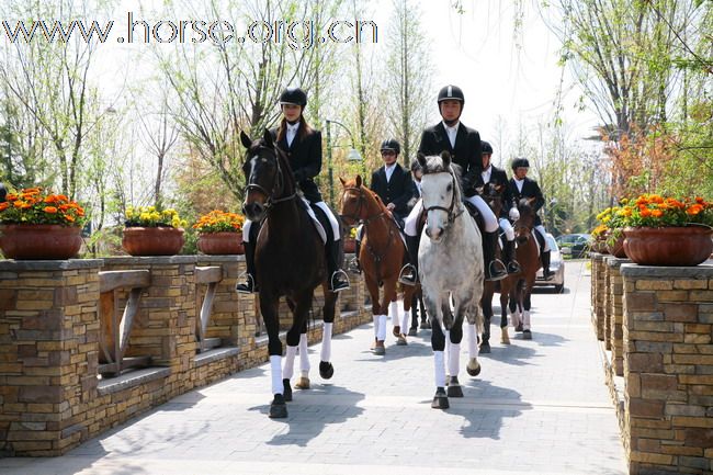 青岛德瑞、宝湖、风凰骏马迎春秀