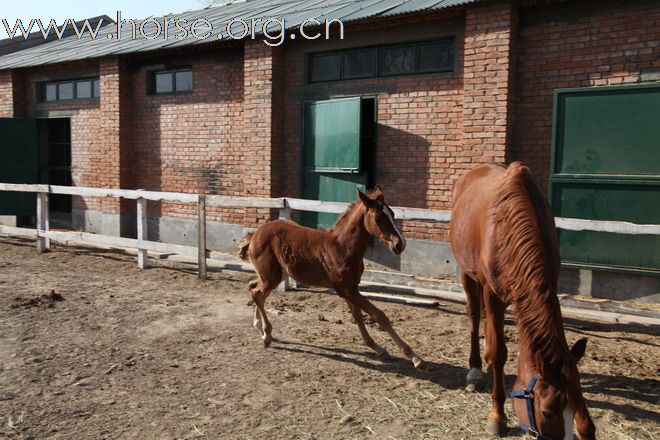 配马、卖马，明码实价