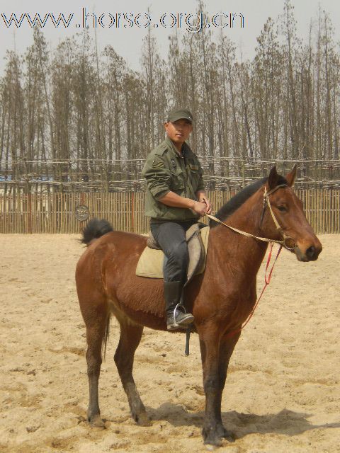 上海卖马