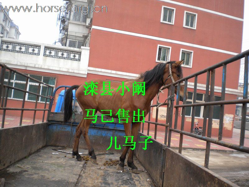 看看我的马怎么样