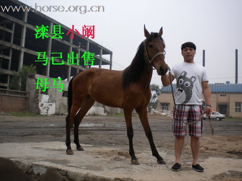 看看我的马怎么样