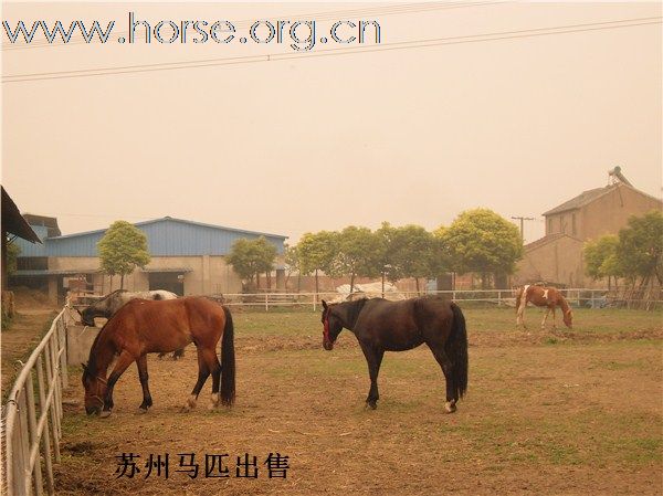 马匹出售！