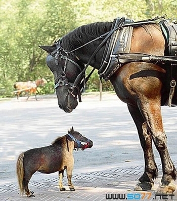 法拉贝拉宠物小马——世界上最神奇的宠物精灵