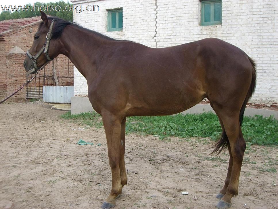 [注意]北京周边出售各种马匹最便宜的地方【半血、纯血】专区