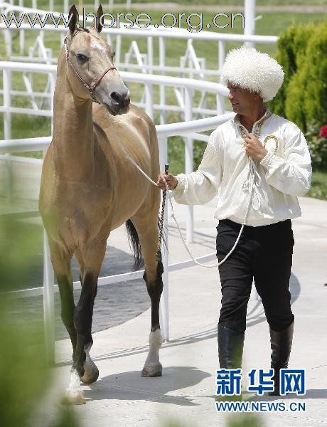 探秘世界上仅有的2000匹汗血宝马