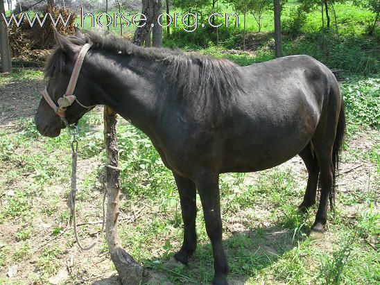 【北京】出售走马 黑色 5岁  1.3米 骟马