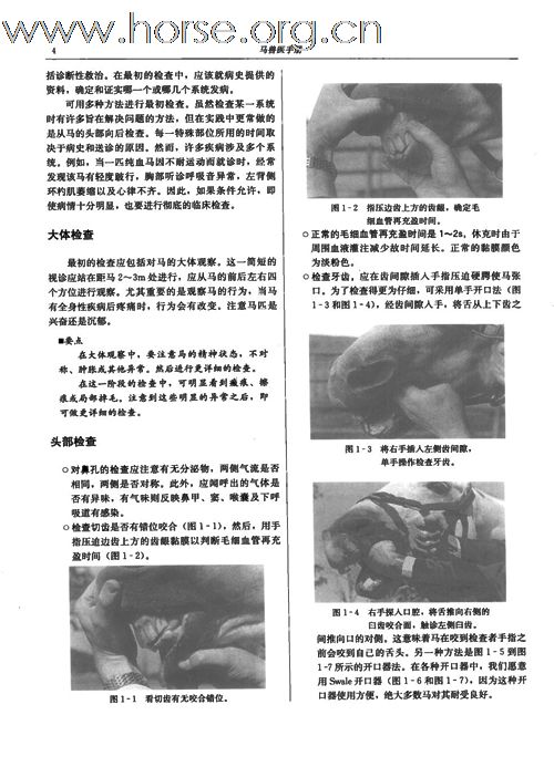 著名兽医学教授精编《马兽医手册》