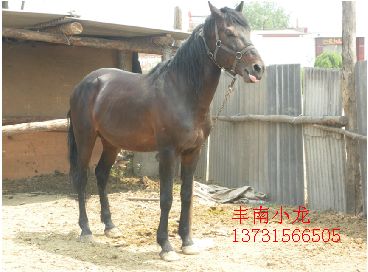 此马出售！