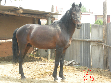 此马出售！