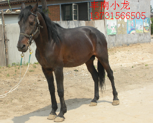 此马出售！