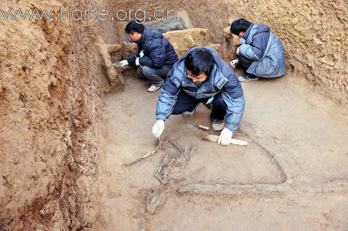 “陳莊遺址”發現馬坑