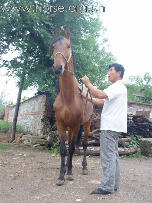 马匹出售、赶快来啊·········