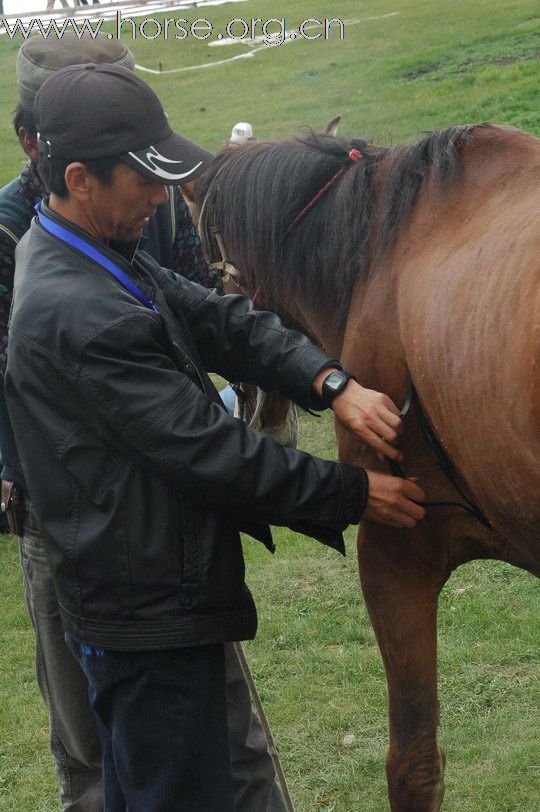 2010巴音布鲁克环天鹅湖耐力赛精彩图片—报到验马抽签场地准备