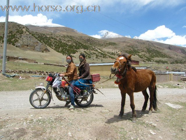 [贴图]藏北巴青县的藏马