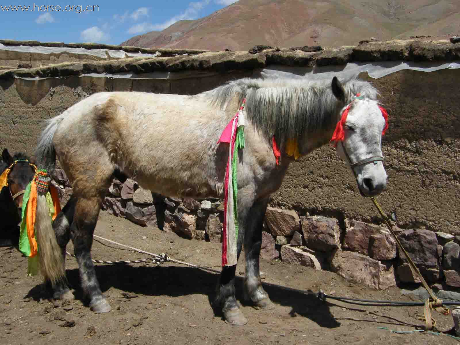 [贴图]西藏昌都的藏马