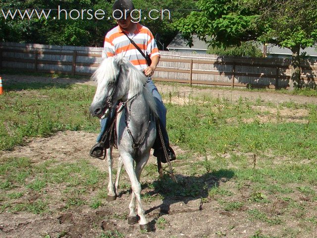 Standardbred大走 VS 西班牙小走