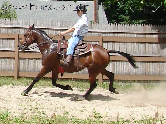 Standardbred大走 VS 西班牙小走